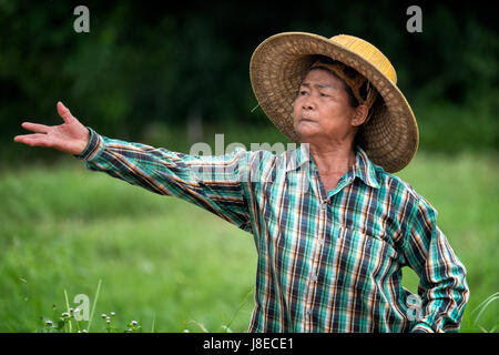 Con l'inizio della stagione delle piogge, piantagione di inizio stagione in Nakhon Nayok, Thailandia. Una donna agricoltore tailandese è piantare il riso a mano. Foto Stock