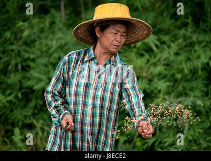 Con l'inizio della stagione delle piogge, piantagione di inizio stagione in Nakhon Nayok, Thailandia. Una donna agricoltore tailandese è piantare il riso a mano. Foto Stock