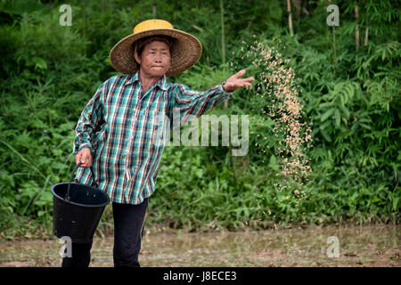 Con l'inizio della stagione delle piogge, piantagione di inizio stagione in Nakhon Nayok, Thailandia. Una donna agricoltore tailandese è piantare il riso a mano. Foto Stock