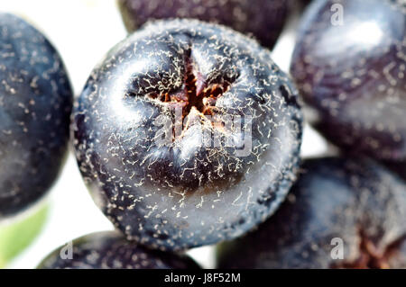 bacche di aronia Foto Stock