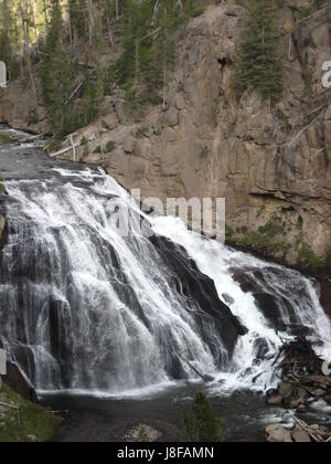 Wild cade di Yellowstone Foto Stock