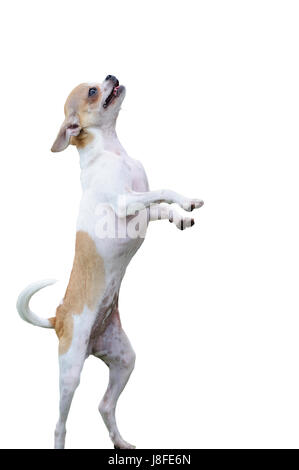 Isolato, animale, pet, cane, attivo in piedi, cucciolo, uno, azione, formazione Foto Stock
