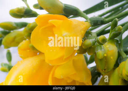 Primo piano al giallo fresia fiori Foto Stock