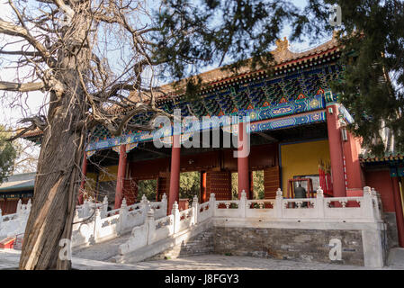 Tempio di Confucio, Guozijian Street, Dongcheng District, Pechino, Cina Foto Stock