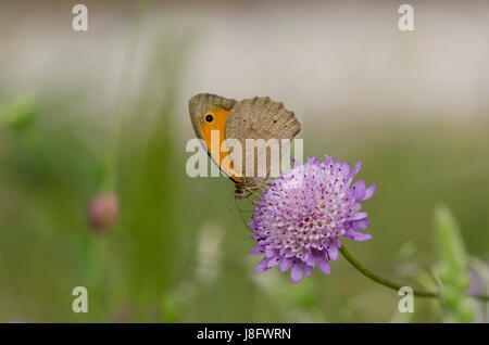 Prato marrone, Maniola jurtina, butterfly. Natura, vegetali, animali selvatici in fiore, Andalusia, Spagna. Foto Stock
