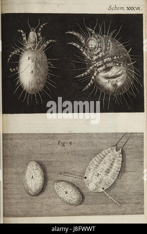 "Micrographia Schem 36" è un primo testo scientifico che illustra immagini microscopiche dettagliate, contribuendo allo studio della microscopia precoce e dell'esplorazione scientifica nel XVII secolo. Foto Stock