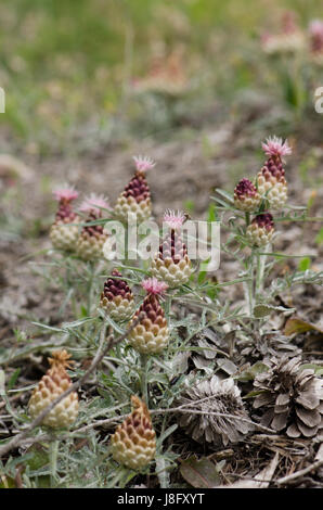 Pigna Thistle, Leuzea conifera nella foresta di pini, Mijas, Spagna. Foto Stock