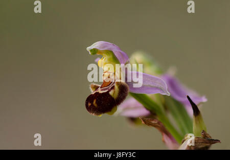 Bee orchid, Ophrys apifera, orchis, autoimpollinazione, orchidee selvatiche, Andalusia, Spagna. Foto Stock