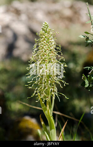 Lizard orchid, Himantoglossum hircinum, orchis, orchidee selvatiche, Andalusia, Spagna. Foto Stock