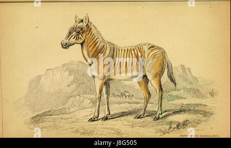 Questa immagine raffigura una Quagga, una sottospecie estinta della zebra delle pianure, evidenziandone il significato storico e le caratteristiche biologiche prima che venisse cacciata fino all'estinzione. Foto Stock