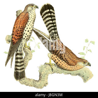 Falco newtoni, o gheppio di Newton, è una specie di uccelli che prende il nome dal naturalista britannico John Newton. È stato descritto per la prima volta nel 1868 ed è noto per il suo comportamento predatorio e il suo habitat in varie regioni del mondo. Foto Stock
