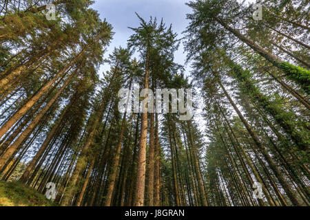 Sleive Bloom Montagne Irlanda Foto Stock