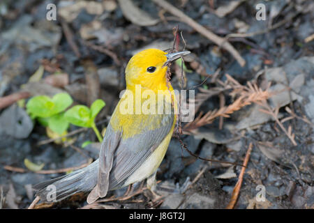 Prothonotary Trillo femmina con materiale di nesting Foto Stock