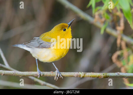 Prothonotary Trillo femmina con piume arruffare e guardando in alto Foto Stock