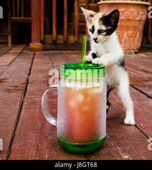 Calico gattino gioca con tazza Foto Stock