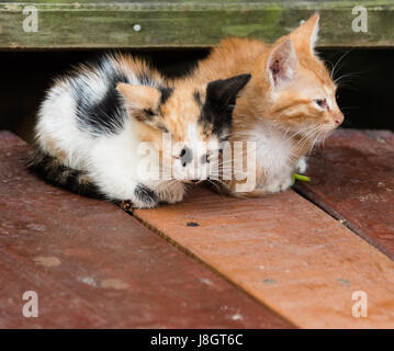 Due gattini raggomitolati insieme Foto Stock