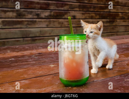Tabby Kitten giocando con tazza Foto Stock