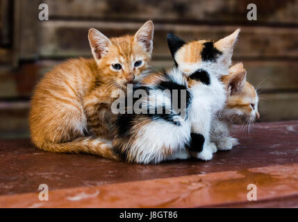 Tre gattini raggomitolati insieme Foto Stock