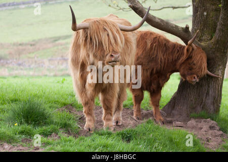 Highland vacche comunicante Foto Stock