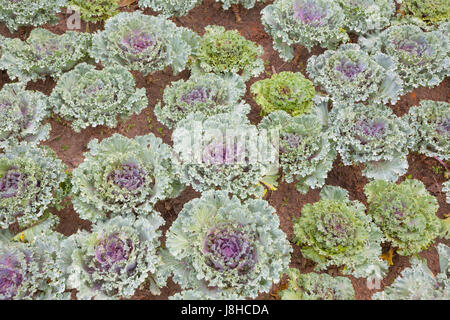 Bellissimo giardino,cavolo cinese in agricoltura Foto Stock