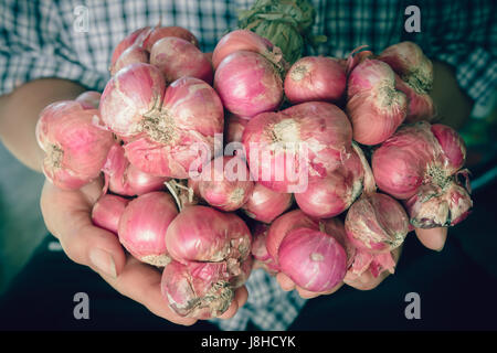 Scalogni ancora la vita della lampadina di cipolla stagione erbe ingrediente vegetale a portata di mano Foto Stock