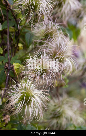La clematide seedheads in primavera. Foto Stock