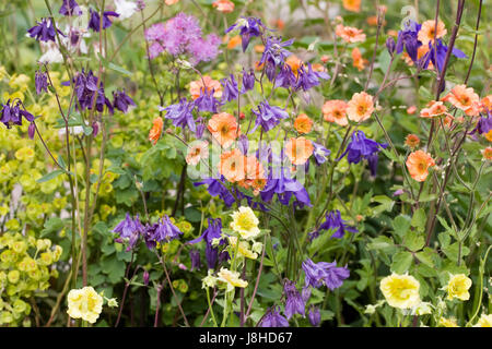 Colorate e Geums Aquilegias in primavera. Foto Stock