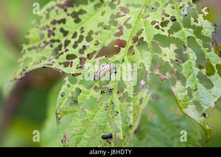 Pyrrhalta viburni. Viburnum beetle larve sul Viburnum opulus foglie. Foto Stock