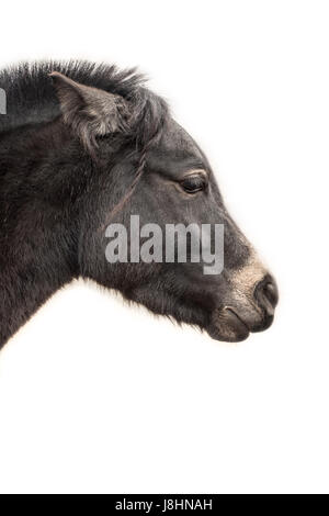 Testa di cavallo, profilo su bianco Foto Stock