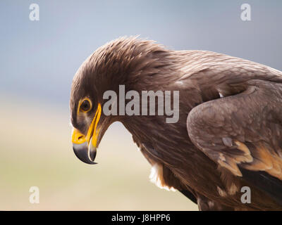 Ritratto di steppa eagle - Aquila nipalensis Foto Stock