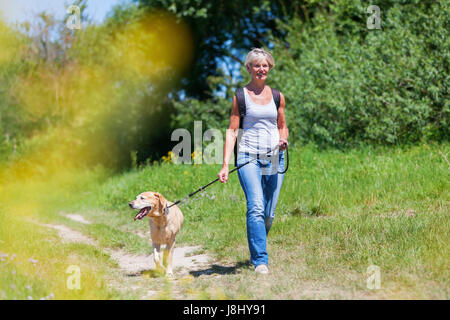 Donna matura con zaino in spalla escursionismo con un Labrador Retriever al guinzaglio Foto Stock