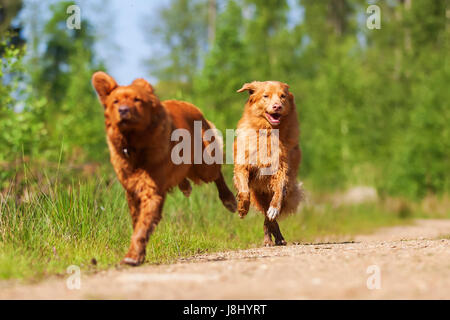 Due Nova Scotia Duck Tolling Retriever in esecuzione su di un sentiero di bosco Foto Stock