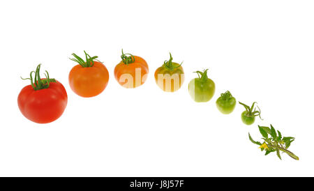 Isolato, vegetali, di progresso, di pomodori, pomodori, crescita, evoluzione Foto Stock