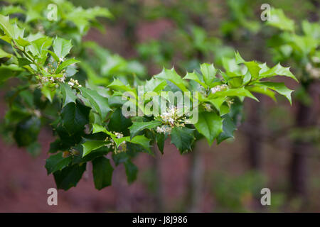 American Holly Tree o Ilex opaca Foto Stock