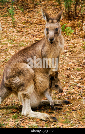 Madre canguro e Joey. Egli sembra essere quasi troppo grande per la busta. Foto Stock