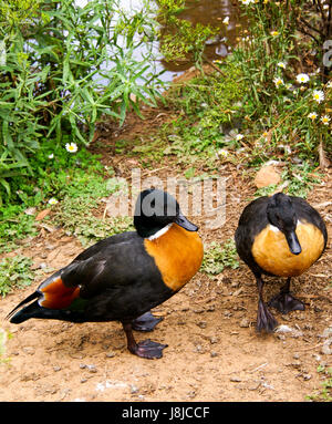 Una coppia di Shelducks australiano in Tasmania. Foto Stock