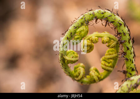 Signora Fern Fiddlehead Foto Stock