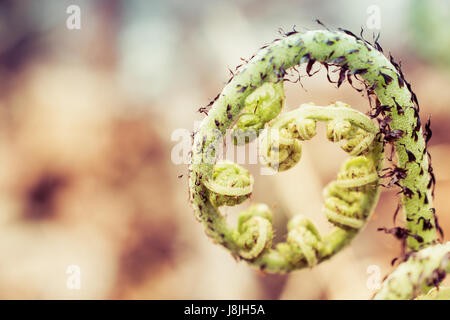 Signora Fern Fiddlehead Closeup Foto Stock