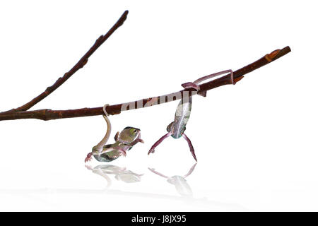 Un rettile, lucertola, cub, baby, chameleon, giovani, giovani, foraggi, animale, pet, Foto Stock