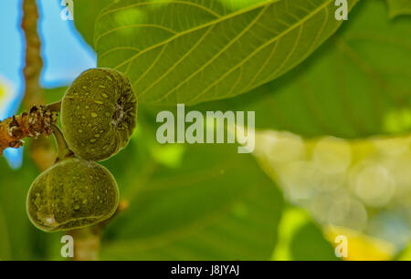 Questo Roxburgh fig (ficus auriculata) noto anche come il Cocco fragola fig e orecchie di elefante fig tree è crescente in Largo, Florida Foto Stock