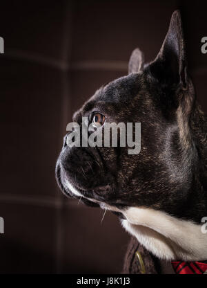 Bulldog francese vestito in giacca e cravatta ritratto Foto Stock