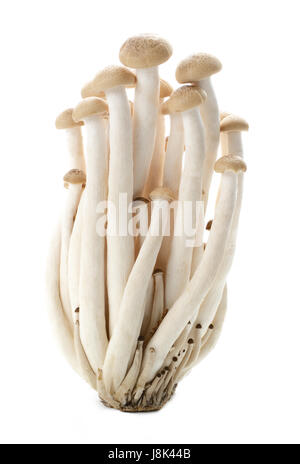 Marrone di funghi di faggio, funghi shimeji, funghi commestibili isolati su sfondo bianco Foto Stock