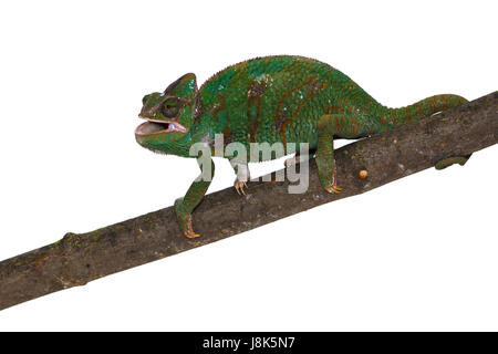 Occhio, organo, rettili, chameleon, strabismo, testa, foraggi, animale, pet, rettile, Foto Stock