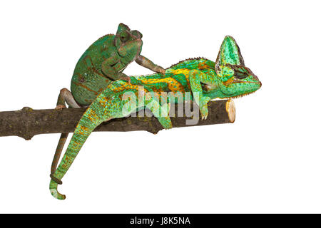 Occhio, organo, rettili, chameleon, strabismo, testa, foraggi, animale, pet, rettile, Foto Stock