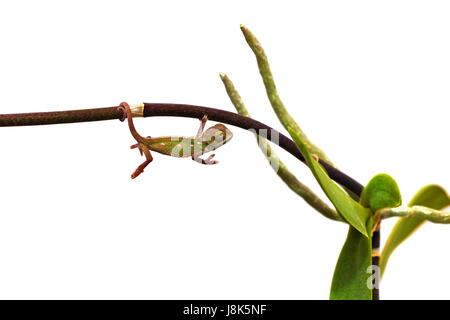 Giovane chameleon Foto Stock