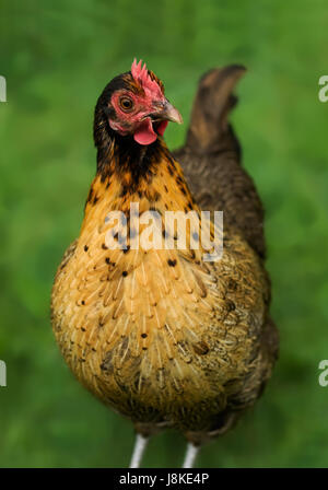 Hen, pullet, bantam, femmina, bird, nero, swarthy, jetblack, nero profondo, Foto Stock