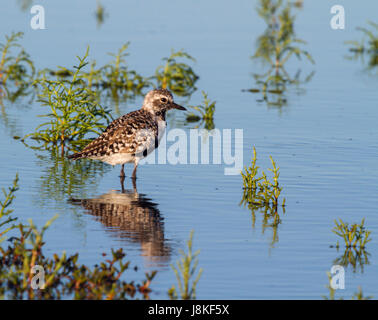 Rospo o grigio plover (Pluvialis squatarola) riflesso in oceano blu acqua Foto Stock