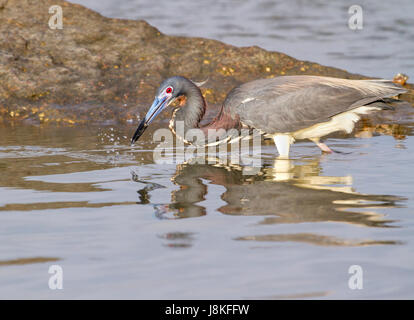 L'airone tricolore (Egretta tricolore) pesca, Galveston, Texas, Stati Uniti Foto Stock