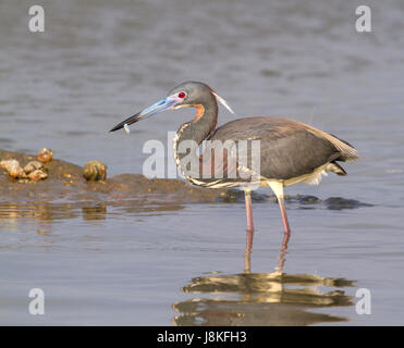 L'airone tricolore (Egretta tricolore) pesca, Galveston, Texas, Stati Uniti Foto Stock