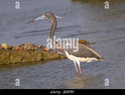 L'airone tricolore (Egretta tricolore) pesca, Galveston, Texas, Stati Uniti Foto Stock